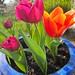 #sunshine #tulips #inmygarden #saghairdín #lafoc_garden #eastcork #countycork #contaechorcaí