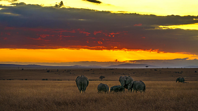 Morgens in der Massai Mara - Morning in the Maasai Mara 02