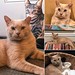 Dwayne needs a foster! A reformed feral, Dwayne has been off the street for a few months now. He loves people, but he can't handle all the other cats in his current foster home. He needs a solo-cat gig. Cats who want to be only-children are a challenge to