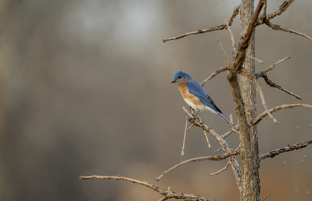 Bluebird delight