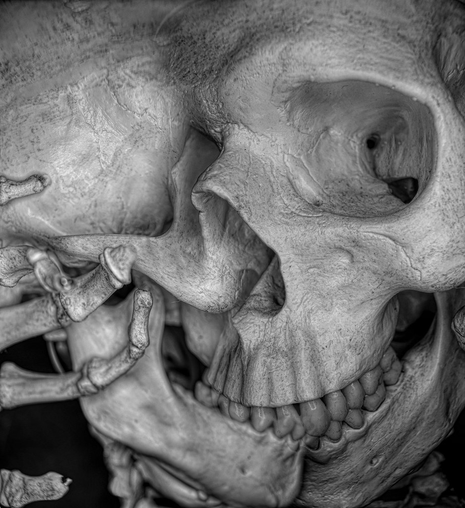 merged skulls 2