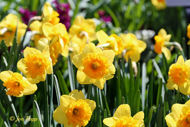 Daffodil 11a (edit)