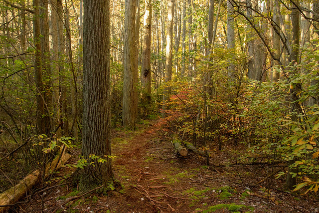 Cedar Pine Trail