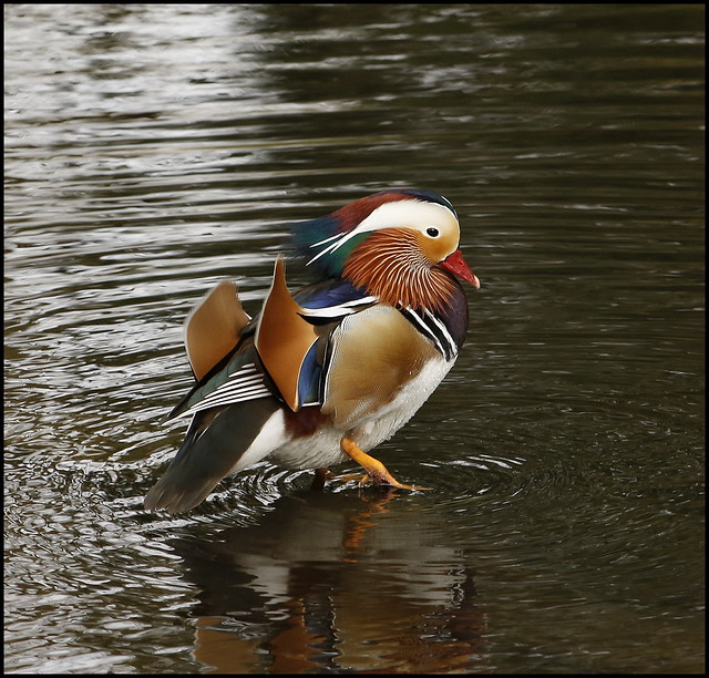 Just one Mandarin duck