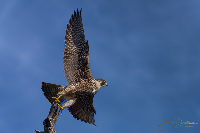Gone hunting (peregrine falcon).