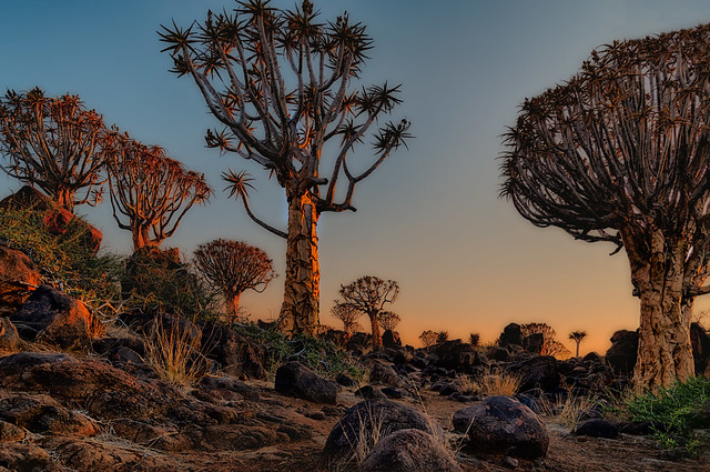 Sunset at Quiver tree forest