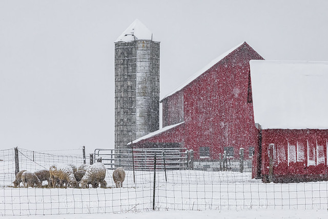 Amish Sheep in Michigan