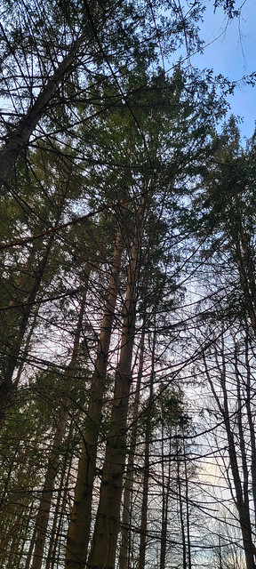 Tall Trees in Clifton Park