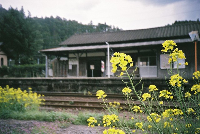 Unmanned station × Canola flowers