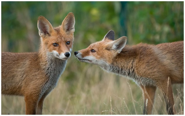 Fuchsbegrüßung // Fox Greeting