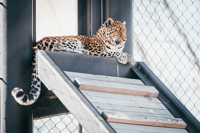 Ladder Lounging Leopard