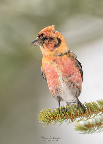 White-winged Crosssbill - Bec-Croisé Bifascié | by P.Bonenfant