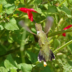 Black-chinned Humminbird (Archilochus alexandri).  Albuquerque, New Mexico, USA.