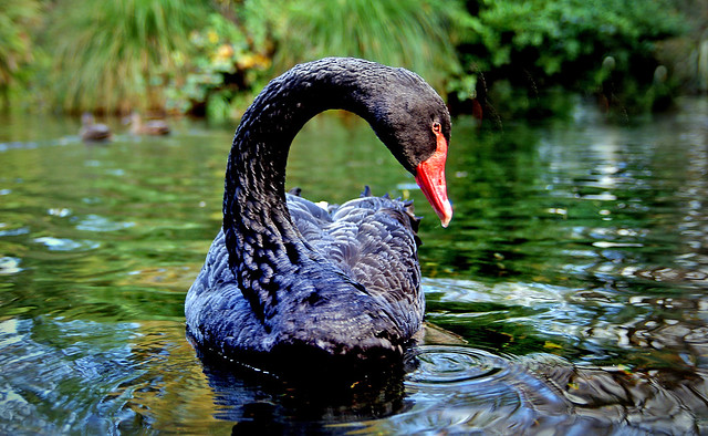 Cygnus atratus The black swan