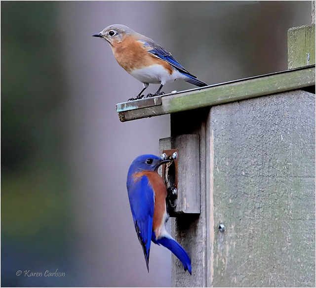 Bluebirds Home Inspection