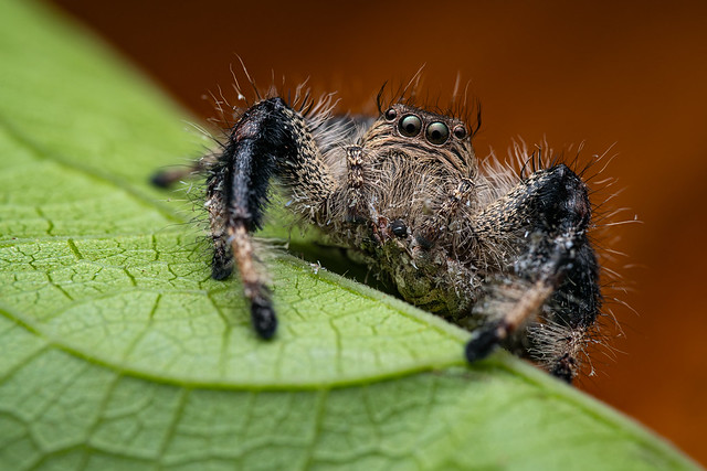Jumping spider (Hyllus spec.) with prey