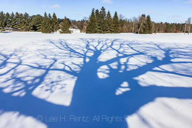 Winter Oak Shadows in Michigan