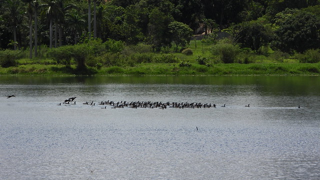 Biguá - Neotropic Cormorant