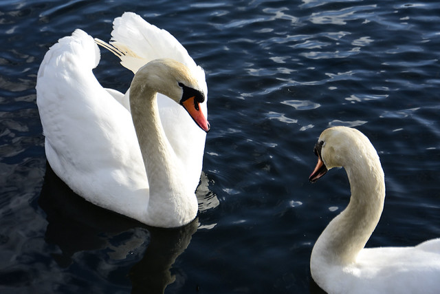 swan talk (58/366)