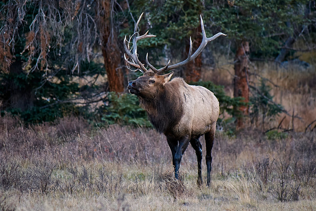 Elk in Rocky Mountain NP