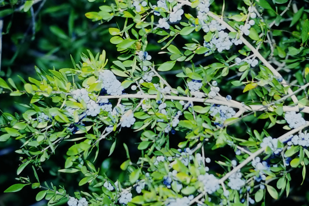 Forestiera pubescens var. parvifolia 02