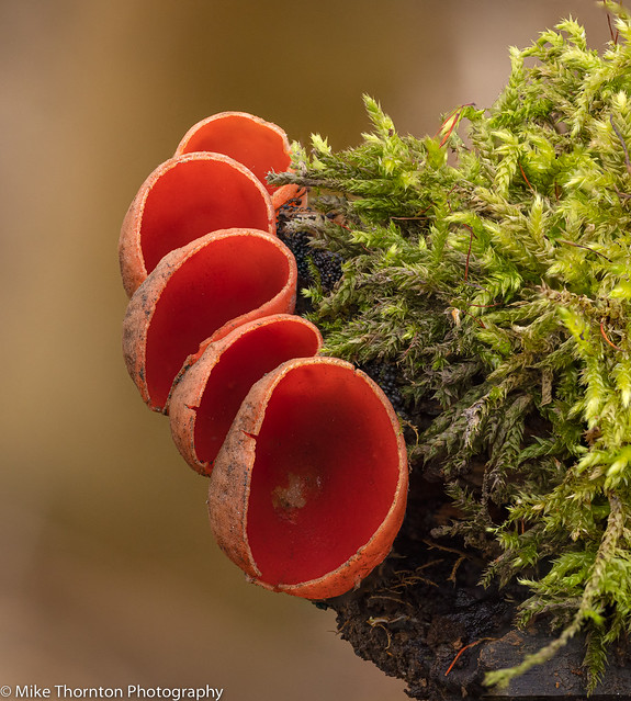 Scarlet Elf Cup (Sarcosypha austriaca) - Band of Brothers 7802