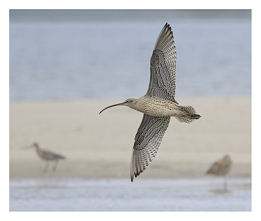 The critically endangered "Eastern Curlew" Port Macquarie, NSW. 15/2/24