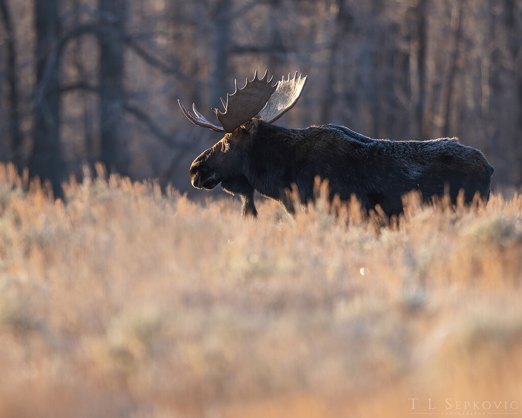 Sunrise Moose