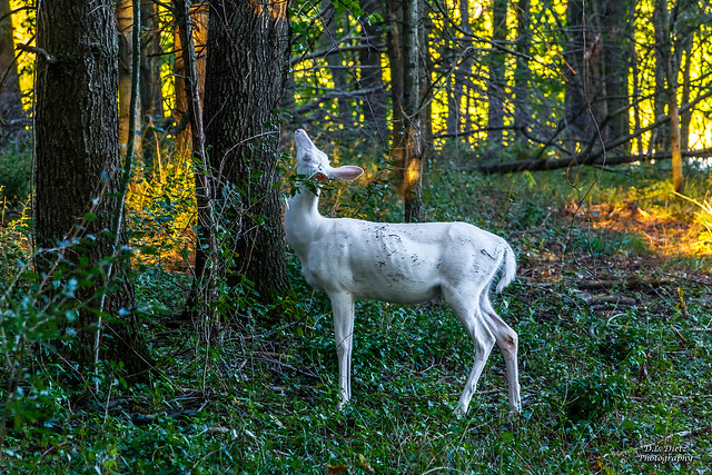 White-Tailed Deer (Albino) #18 - 2019-09-14