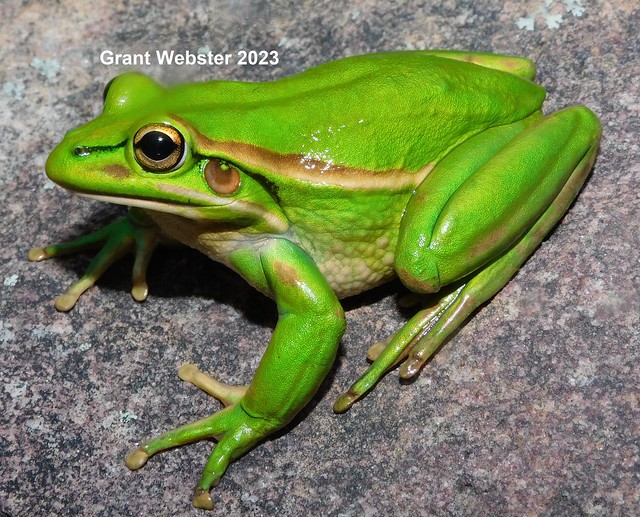 Green and Golden Bell Frog (Ranoidea aurea)