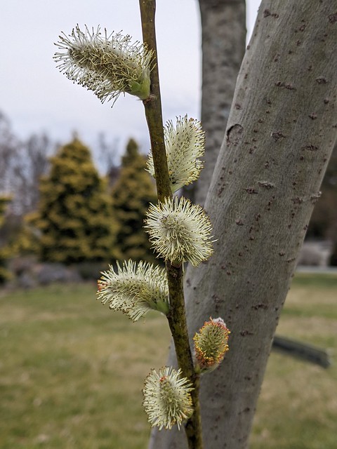 In bloom now at the Arboretum: Feb 27, 2023