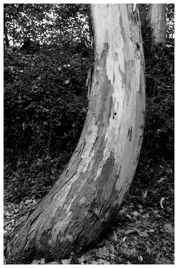 Treee trunk