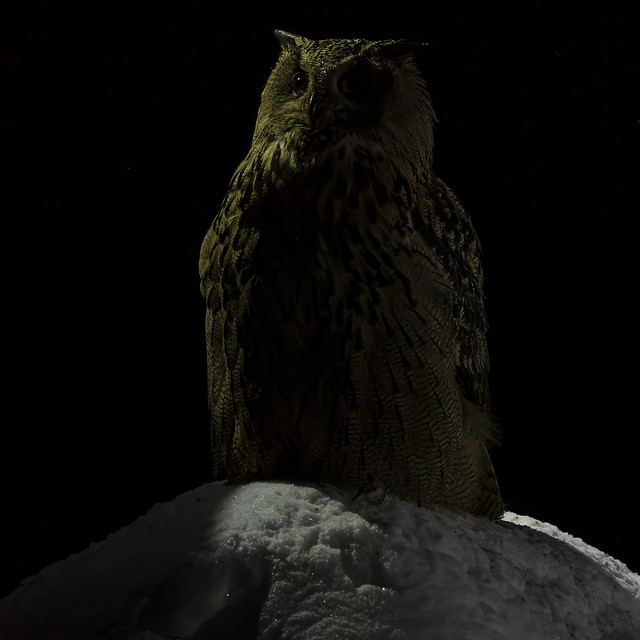 Oehoe Eagle Owl Huuhkaja Liminka Suomi/Finland