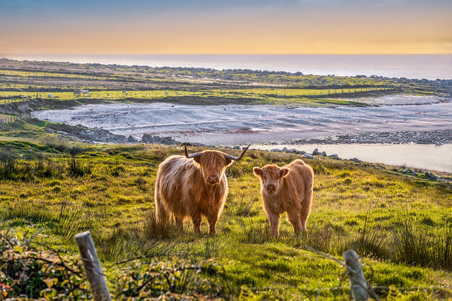 ‘The Highland Cows of Fanad’