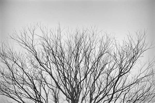 Waiting for Spring IV (on film, B&W)