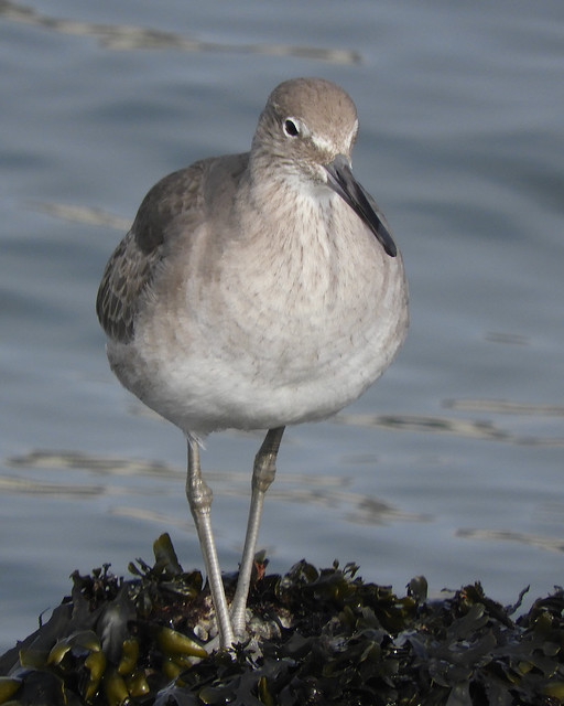 Willet, being a Borb