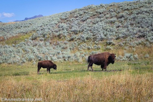 A mother and baby bison along the Lamar River Trail, Yellowstone National Park, Wyoming