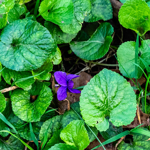 Devon violets: Topsham churchyard