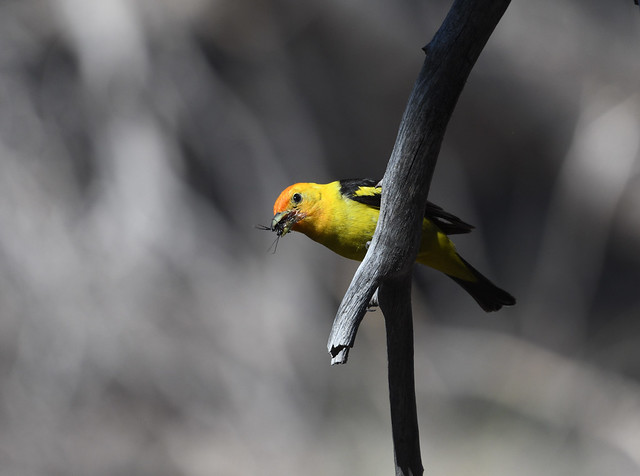 Western Tanager at Summit Lake, Lassen Volcanic National Park.  July 2023