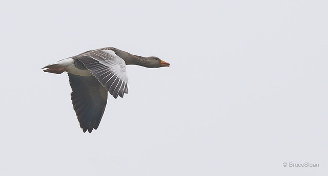 Greylag Goose ( Anser anser )