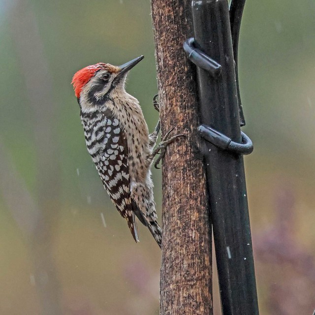 Ladder-backed Woodpecker on Pole in Rain
