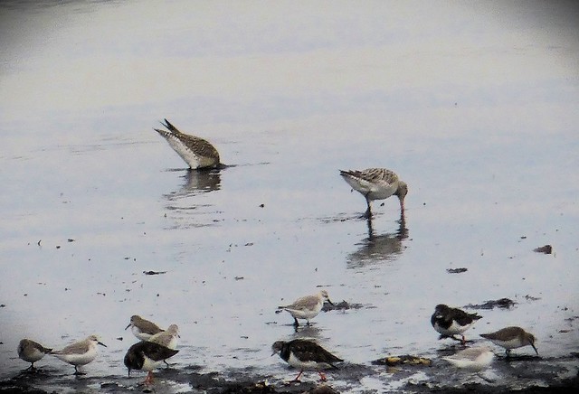 Bar-tailed Godwits (Limosa lapponica)