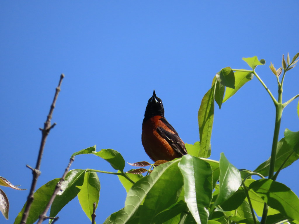 Orchard Oriole IMG_1756