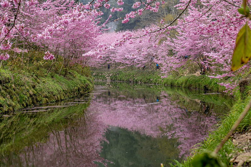 櫻花 杉林溪