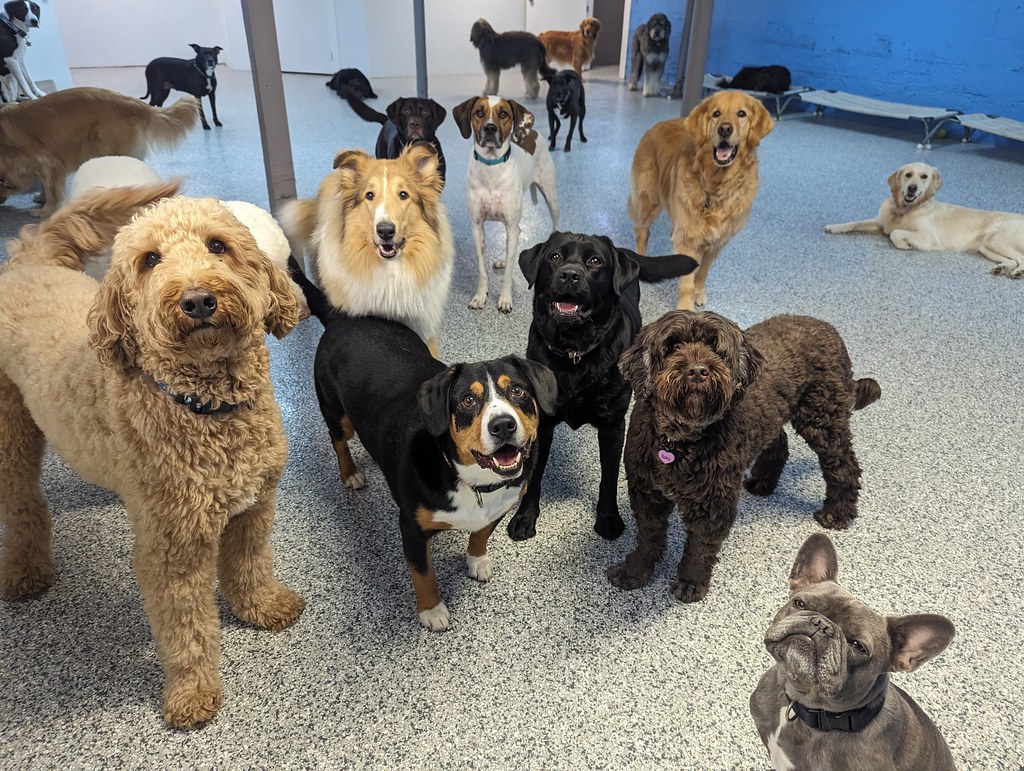 Winston, Archie, Zeus, Stormi, Bailey & Blue