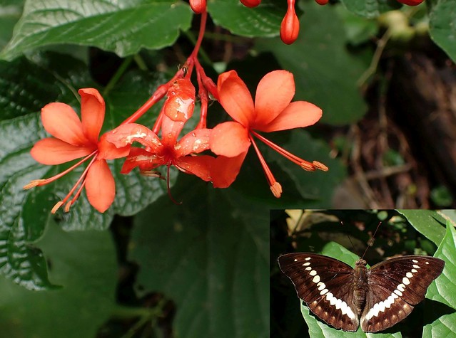 Jungle Colors. Gloryflower, Clerodendrum speciosissimum, and Bossarona teuta, Banded Marquis Butterfly, Kerandangan Valley, Sengiggi, Lombok, Indonesia