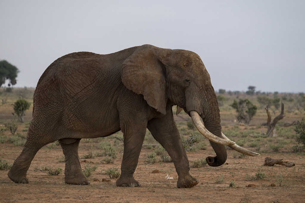 Tsavo Bull Elephant 6182b+