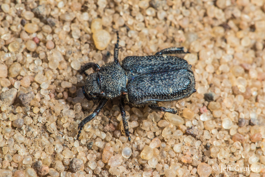Anteater Scarab Beetle (Cremastocheilus sp.)