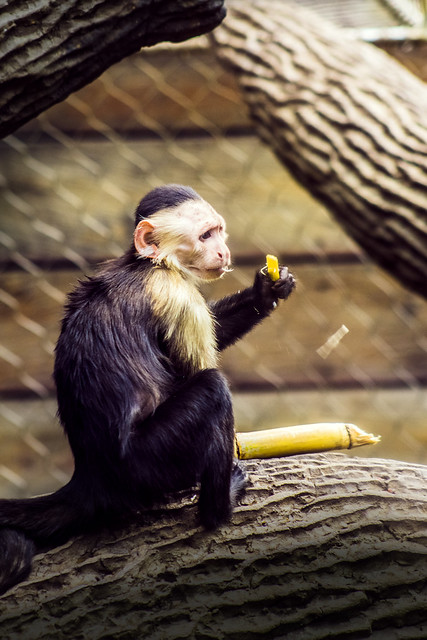 capuchino