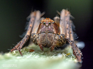 Lynx spider (Hamataliwa incompta) - P2241756